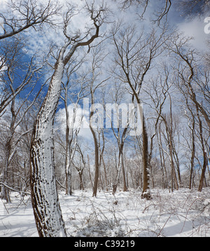 Caduques en hiver Banque D'Images