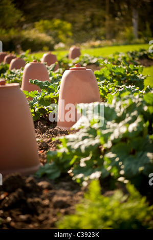 Hachoirs en forme de cloche en terre cuite dans le jardin de la cuisine du Yorkshire. Banque D'Images