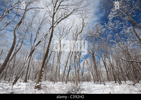 Caduques en hiver Banque D'Images