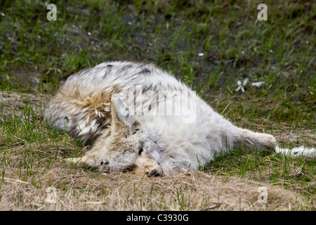 Animal - Chien Loup coyote Banque D'Images