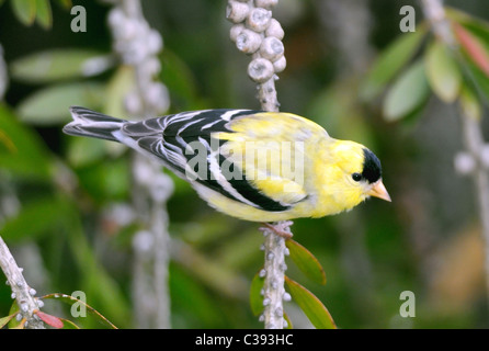 Un Goldfinch américain (Carduelis tristis), perché sur une branche, photographié sur un arrière-plan flou. Banque D'Images