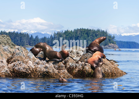 Les Lions de mer de Steller (Eumetopias jubatus) Rookery sur les îles Brothers dans le passage de l'intérieur sud-est de l'Alaska. Banque D'Images