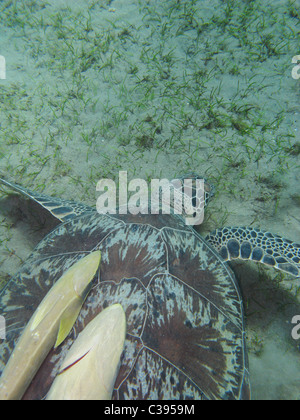 Plongée sous-marine avec de grandes tortues vertes se nourrissent de l'herbe marine à Marsa Abu Dabbab Banque D'Images