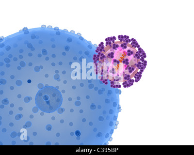 Bonjour virus infecte cell Banque D'Images