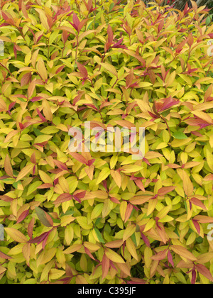 Spiraea japonica 'Goldflame' cultivar 'Spriaea» Banque D'Images