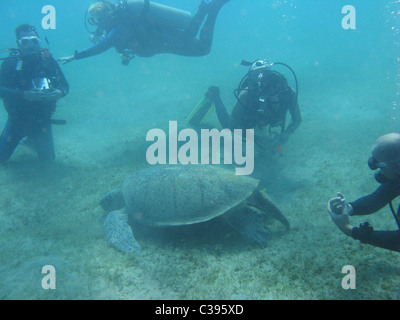 Plongée sous-marine avec de grandes tortues vertes se nourrissent de l'herbe marine à Marsa Abu Dabbab Banque D'Images