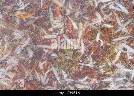 Arrière-plan de feuilles de saule et de bulles d'air emprisonnées dans la glace. Banque D'Images