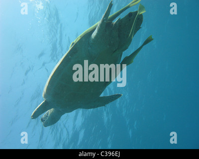 Plongée sous-marine avec de grandes tortues vertes se nourrissent de l'herbe marine à Marsa Abu Dabbab Banque D'Images