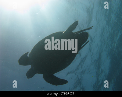 Plongée sous-marine avec de grandes tortues vertes se nourrissent de l'herbe marine à Marsa Abu Dabbab Banque D'Images