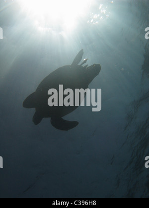 Plongée sous-marine avec de grandes tortues vertes se nourrissent de l'herbe marine à Marsa Abu Dabbab Banque D'Images