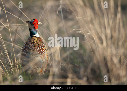 Faisan de Colchide (Phasianus colchicus) dans l'ouest du Montana, de l'habitat de prairie Banque D'Images