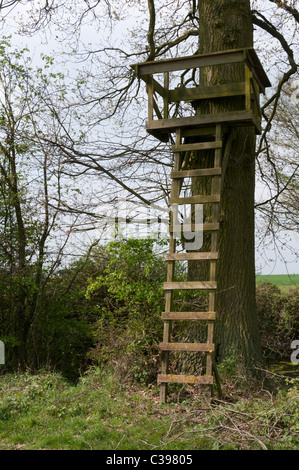 Un siège élevé du garde-chasse, pour utilisation dans l'abattage de cerfs, construit contre un arbre dans l'Essex, en Angleterre. Banque D'Images