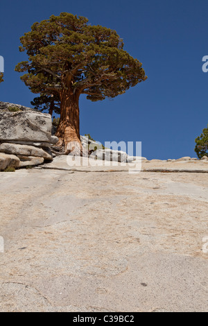 Lone Pine Jeffrey au sommet d'Olmsted Point, le long de la Tioga Pass Road, dans le Parc National Yosemite. Banque D'Images