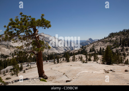 Lone Pine Jeffrey au sommet d'Olmsted Point, le long de la Tioga Pass Road, dans le Parc National Yosemite. Banque D'Images