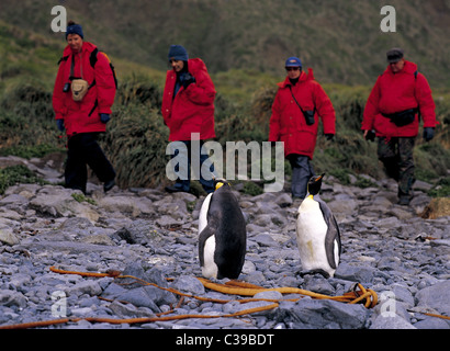 Les touristes rencontrez manchots royaux à Sandy Bay, sur l'île subantarctique Macquarie, Australie Banque D'Images