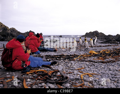 Les touristes rencontrez manchots royaux à Sandy Bay, sur l'île subantarctique Macquarie, Australie Banque D'Images