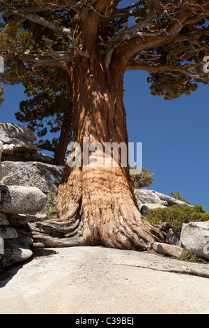 Lone Pine Jeffrey au sommet d'Olmsted Point, le long de la Tioga Pass Road, dans le Parc National Yosemite. Banque D'Images