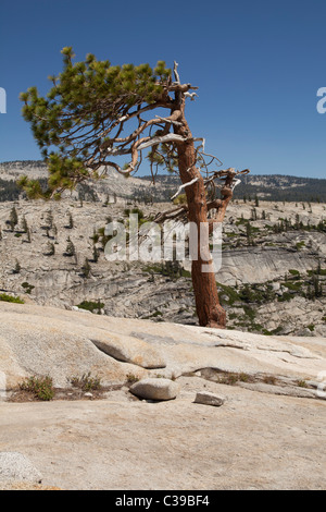 Lone Pine Jeffrey au sommet d'Olmsted Point, le long de la Tioga Pass Road, dans le Parc National Yosemite. Banque D'Images