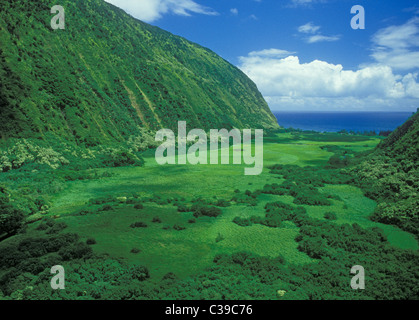 Waimanu Valley, a National Estuarine Research Reserve sur le Hamakua-North Kohala Coast de l'île d'Hawaii. Banque D'Images