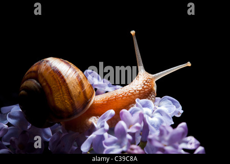 Dans l'escargot fleur lilas sur fond noir Banque D'Images