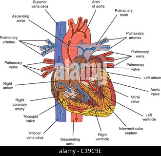 Structure du cœur humain et le débit sanguin illustration Banque D'Images