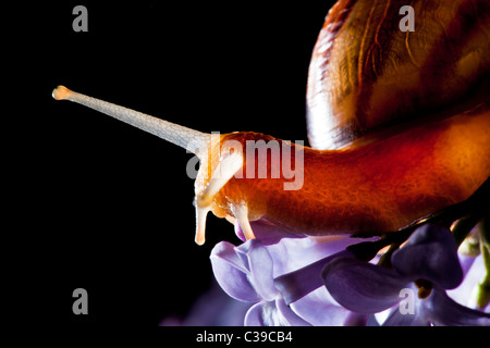 Dans l'escargot fleur lilas sur fond noir Banque D'Images