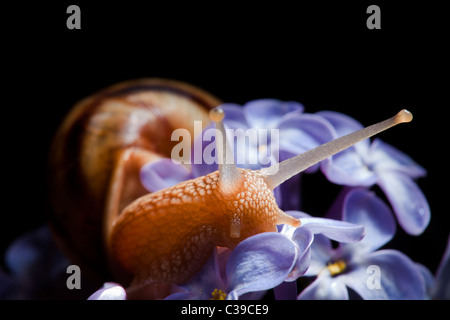 Dans l'escargot fleur lilas sur fond noir Banque D'Images