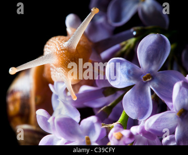 Dans l'escargot fleur lilas sur fond noir Banque D'Images