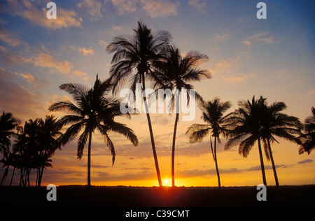 Des cocotiers au coucher du soleil, Mauna Lani Resort, Kohala Coast, Île d'Hawaï. Banque D'Images