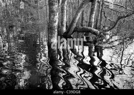 Forêt inondée Banque D'Images