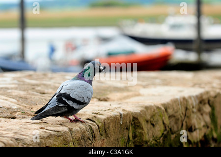 Un pigeon - pigeon biset (Columba livia) Banque D'Images