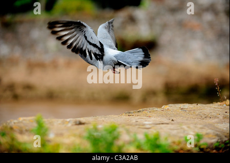Un pigeon - Pigeon biset (Columba livia) taking flight Banque D'Images