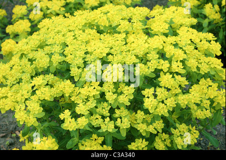 L'euphorbe coussin Euphorbia epithymoides jaune fleur de printemps Banque D'Images