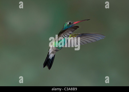 Homme large-billed Hummingbird Flying Banque D'Images