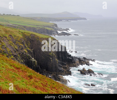 L'herbe verte et rouge sur ces falaises le long de la route côtière, à l'extérieur de Dingle dans le comté de Kerry en Irlande. Banque D'Images