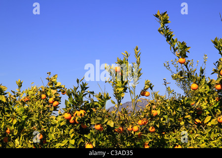 Orange tangerine tree fruits vert feuilles ciel bleu Banque D'Images