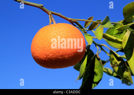 Orange tangerine tree fruits vert feuilles ciel bleu Banque D'Images