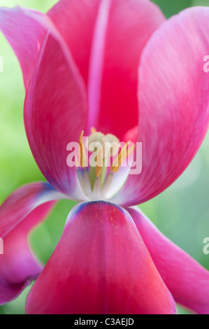 Tulipa. Tulipe rose montrant pistil, la stigmatisation et les étamines