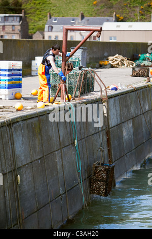 Prises de crabe frais récupérées sur les eaux du port avant l'emballage pour les marchés européens. Gourdon Harbour Scotland UK Banque D'Images