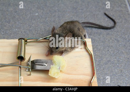 Piège à Souris avec vraie souris pris manger du fromage Banque D'Images