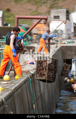 Prises de crabe frais récupérées sur les eaux du port avant l'emballage pour les marchés européens. Gourdon Harbour Scotland UK Banque D'Images