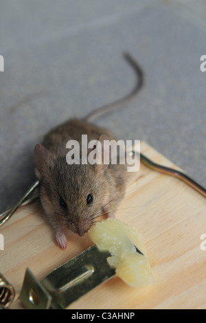 Piège à Souris avec vraie souris pris manger du fromage Banque D'Images