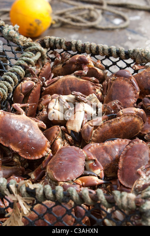 Prises de crabe frais récupéré dans les eaux du port avant l'emballage pour les marchés européens. Gourdon Harbour Scotland UK Banque D'Images