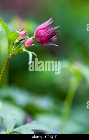 Astrantia major Shallow DOF Banque D'Images