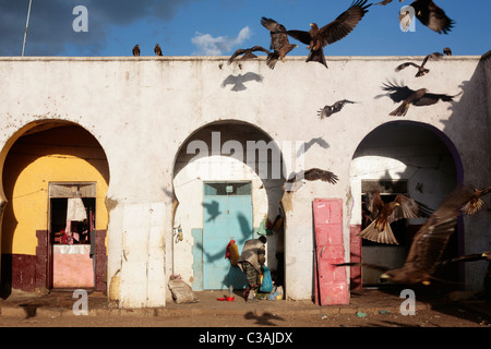 Black kites au marché de la viande de l'Harar dans l'Est de l'Ethiopie. L'wildbirds se réunissent autour de la zone de découpe et sont nourris avec des déchets. Banque D'Images