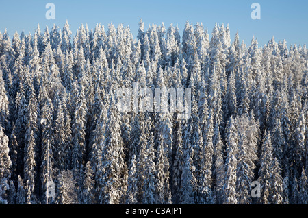 Vue sur les arbres d'épinette enneigée ( Picea Abies ) dans la forêt de taïga , Finlande Banque D'Images