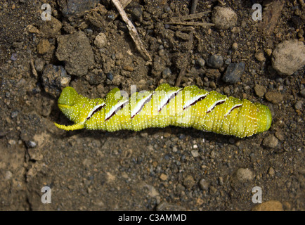 Privet Hawk Moth chenille Sphinx ligustri, Isabela island, îles Galapagos, Equateur Banque D'Images