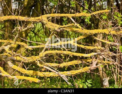 Lichen sur les branches d'arbres morts Banque D'Images