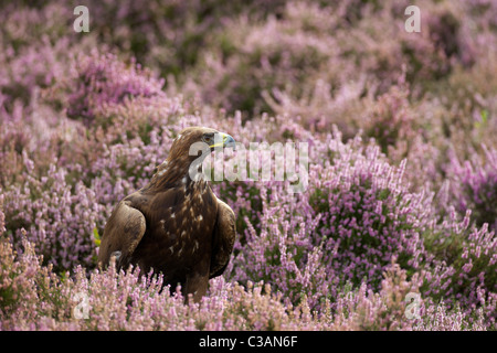 L'aigle royal, Aquila chrysaetos, captive, portrait dans la bruyère, Loughborough, Leicestershire, Angleterre, Royaume-Uni, France, FR, Banque D'Images