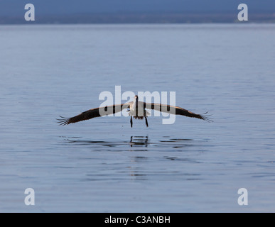 Le vol à basse altitude Pélican brun Pelecanus occidentalis l'atterrissage dans la mer, îles Galapagos Équateur Banque D'Images